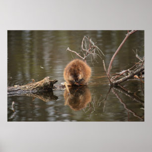 Póster Muskrat