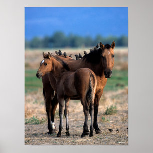 Poster Mustang Mare e Foal em Pássaros