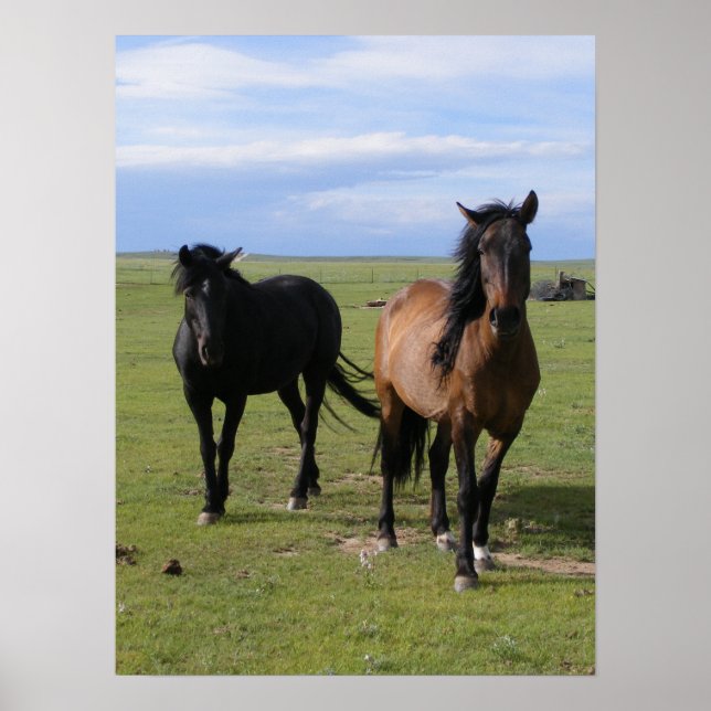 Póster Mustangs (Frente)