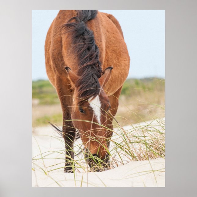 Poster Mustangs Selvagens ou Cavalos Banker (Frente)
