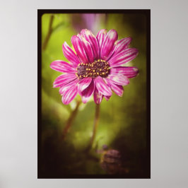 Poster Mutante Osteospermum / Dimorphotheca v.2