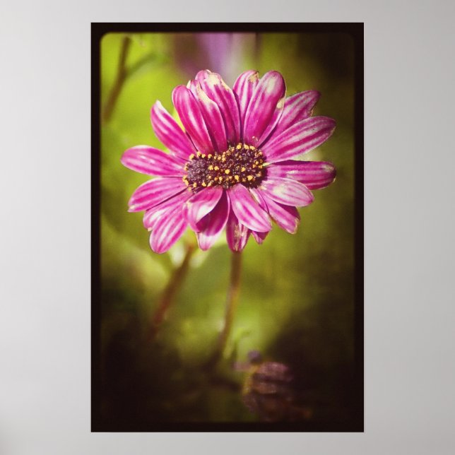 Poster Mutante Osteospermum / Dimorphotheca v.2 (Frente)
