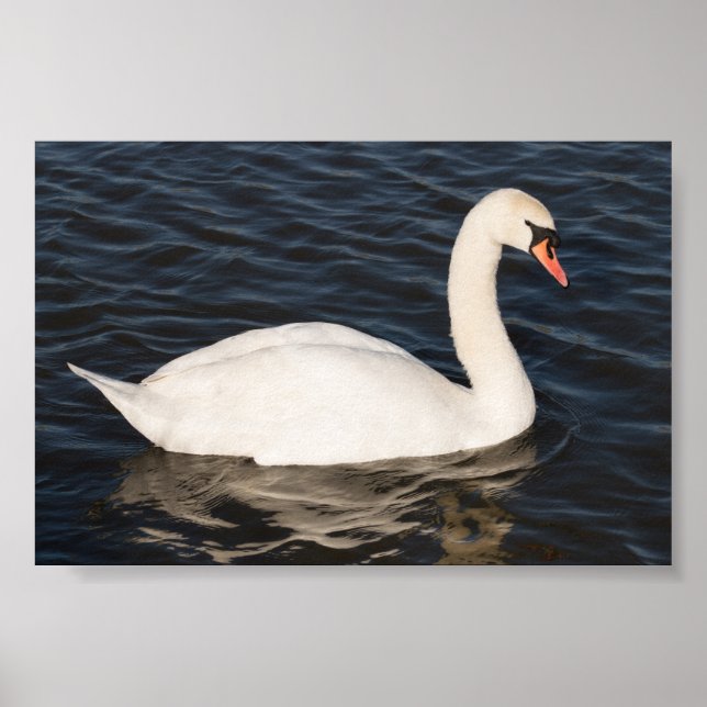 Póster Mute Swan (Frente)