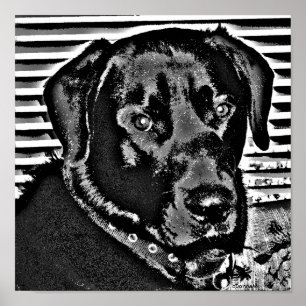 Poster My Black Lab
