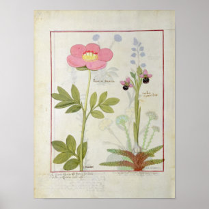 Póster Myanthos do Paeonia ou a peônia, e do Orchis