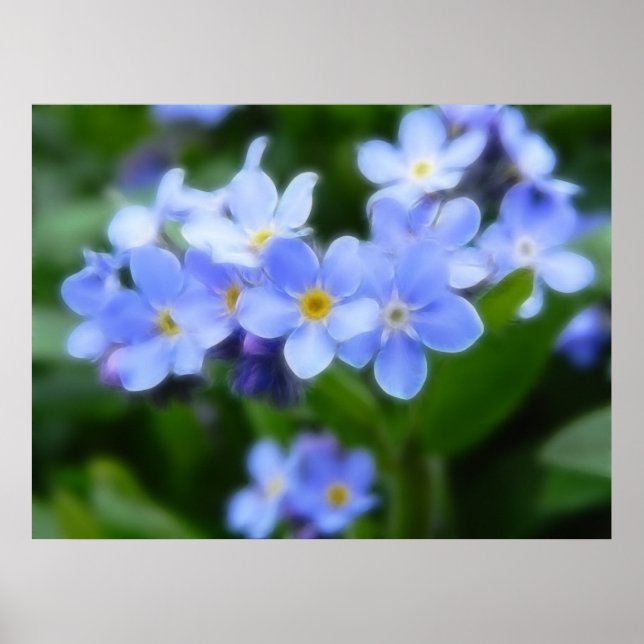 Póster Myosotis sylvatica - Esqueça-Me Noções (Frente)