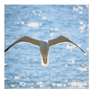 Póster Mystic Seagull