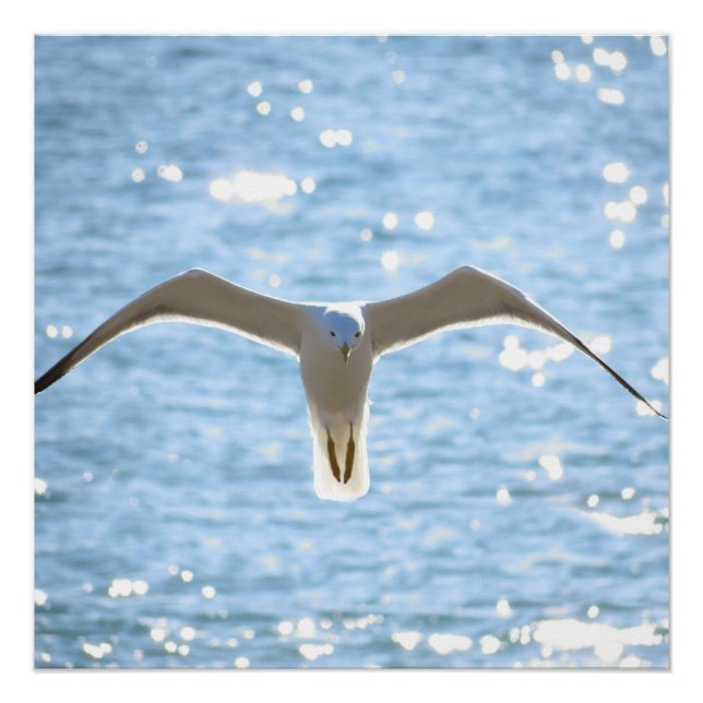 Póster Mystic Seagull (Frente)