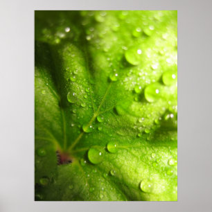 Poster Mystical das folhas (2)