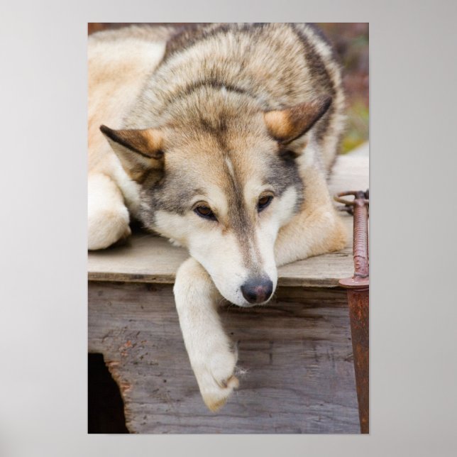 Póster N.A., EUA, Alasca. cães roucos (Frente)