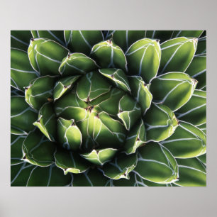 Poster N.A., EUA, Arizona, Tucson, Deserto de Sonora