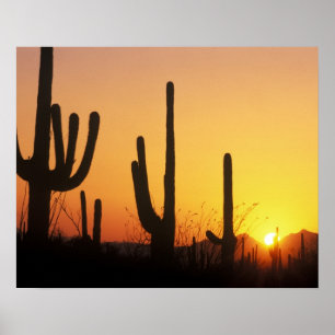 Póster N.A., EUA, AZ, Saguaro NP, Saguaro Sunset