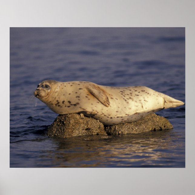 Poster N.A., EUA, Califórnia, Monterey. Harbor Seal (Frente)