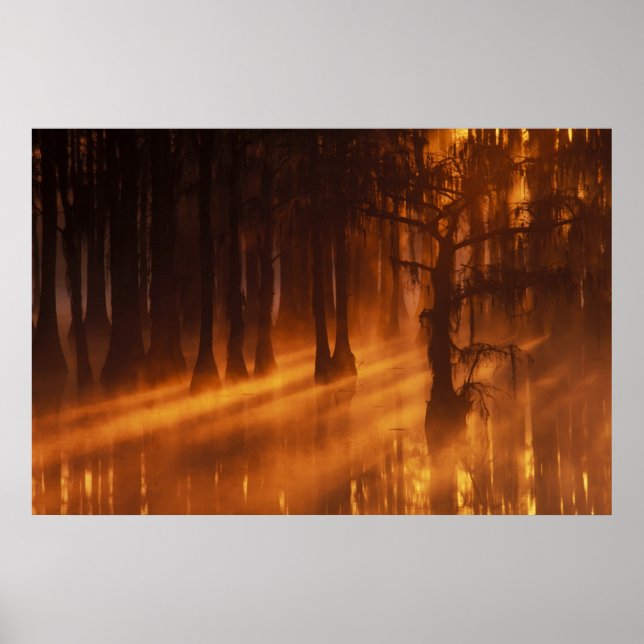 Póster N.A., EUA, Geórgia, George Smith State Park. (Frente)