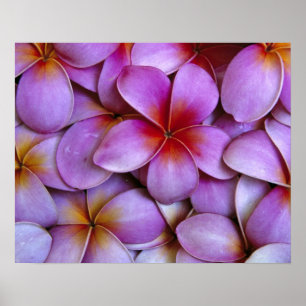 Póster N.A., EUA, Maui, Havaí. A Plumeria Rosa floresce.