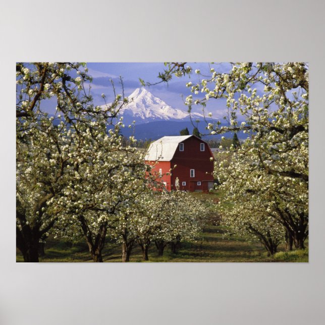 Póster N.A., EUA, Oregon, Condado de Hood River. Vermelha (Frente)