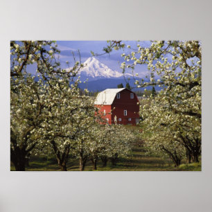 Póster N.A., EUA, Oregon, Condado de Hood River. Vermelho