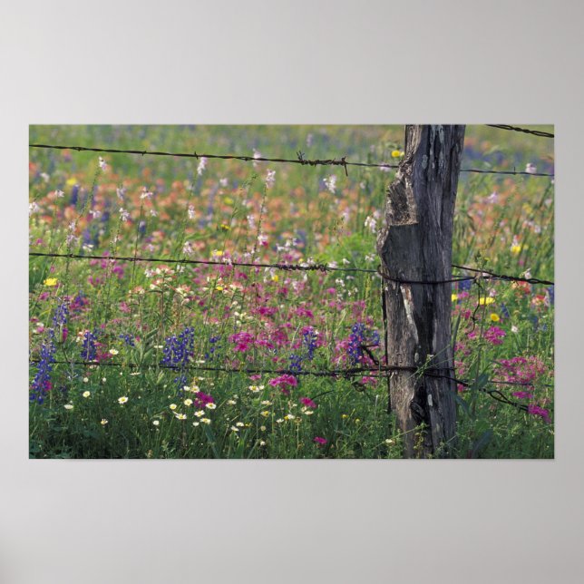 Póster N.A., EUA, Texas, Lytle, posto de cerca e (Frente)