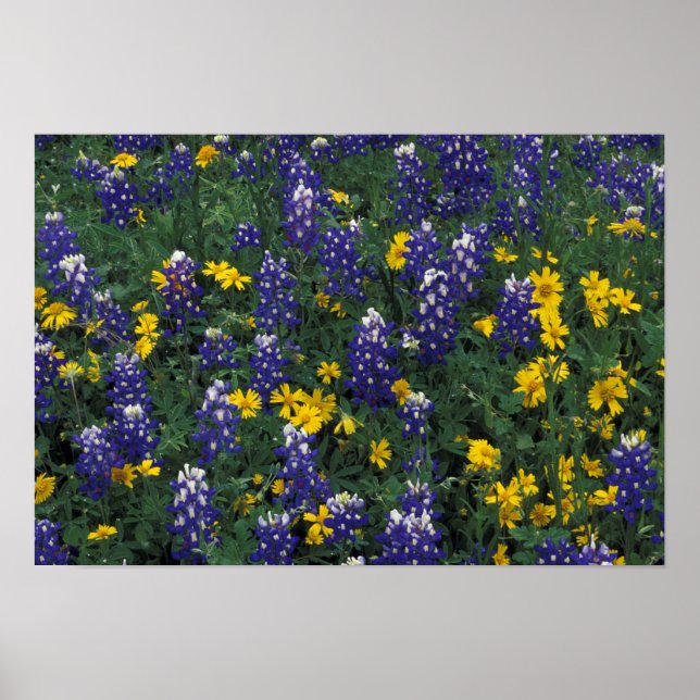 Poster N.A., EUA, Texas, Marble Falls, Blue Bonnets (Frente)