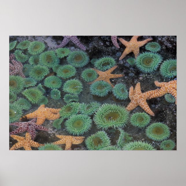 Póster N.A., EUA, Washington, Parque Nacional da Olimpiad (Frente)