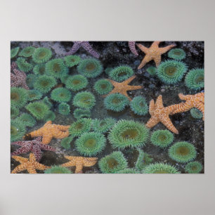 Póster N.A., EUA, Washington, parque nacional olímpico,
