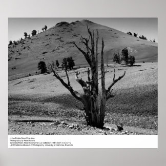 Póster Na área de pinheiros de Cone Bristle por Ansel Ada