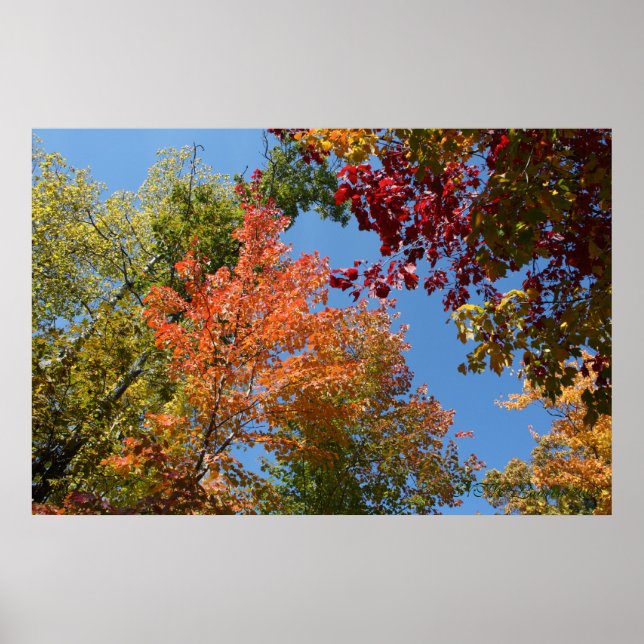 Poster Na Árvore (Frente)