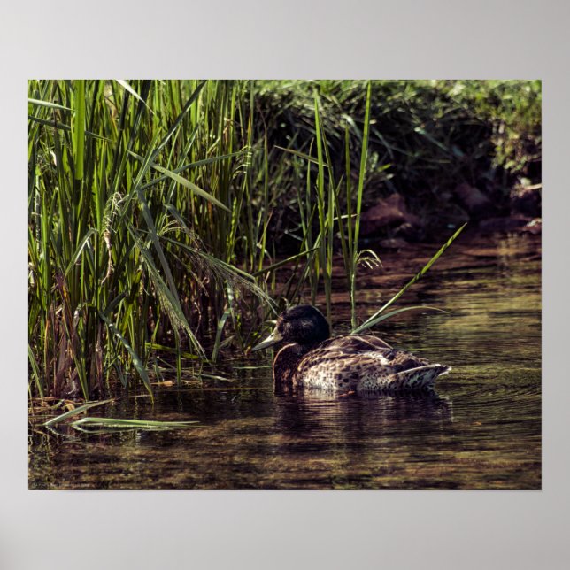 Poster Na borda de Pond (Frente)