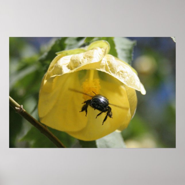 Póster Na busca (Frente)