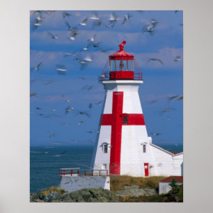Póster NA, Canadá, New Brunswick, Ilha Campobello. 8