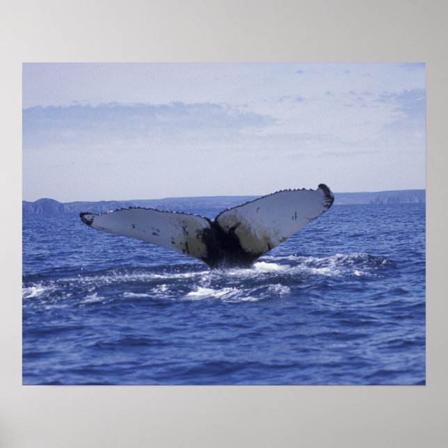 Póster NA, Canadá, Terra Nova, Baía Trinity. Humpback (Frente)