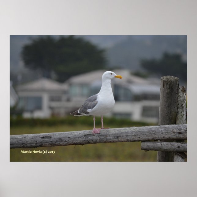 Póster Na cerca (Frente)