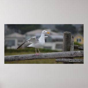 Póster Na cerca II - Poster/Impressão