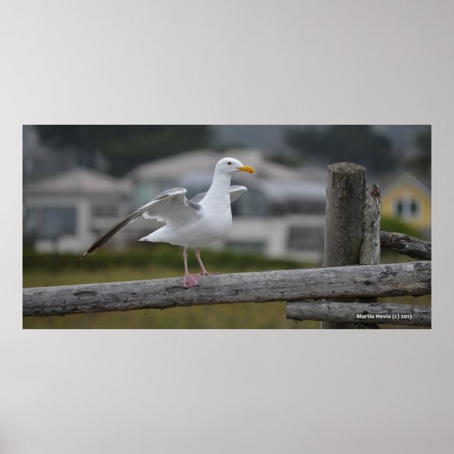Póster Na cerca II - Poster/Impressão (Frente)