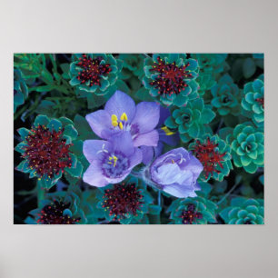 Póster NA, EUA, Alasca, Ilhas Aleutas, Flores Silvestres