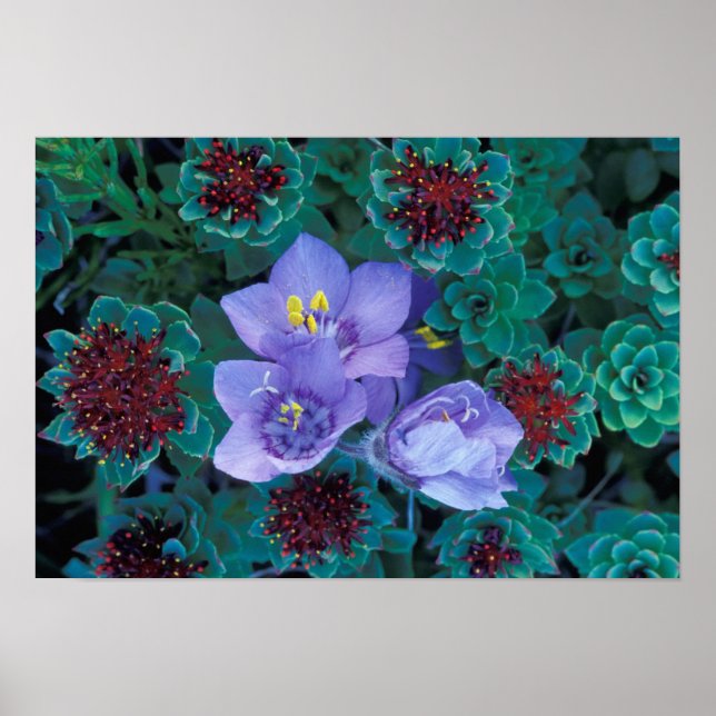 Póster NA, EUA, Alasca, Ilhas Aleutas, Flores Silvestres (Frente)