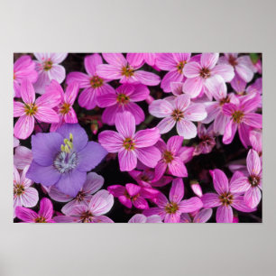 Póster NA, EUA, Alasca, Ilhas Aleutas, Flores Silvestres