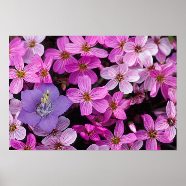 Póster NA, EUA, Alasca, Ilhas Aleutas, Flores Silvestres (Frente)