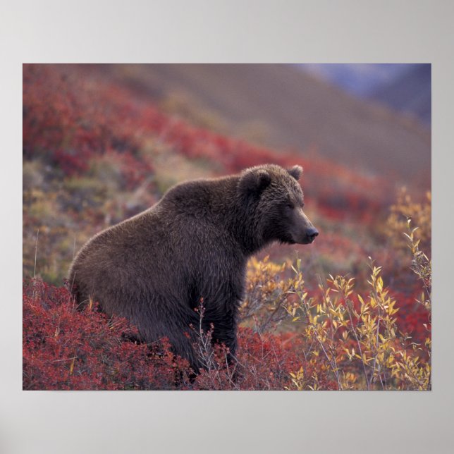 Poster NA, EUA, Alasca, Parque Nacional Denali. Uma fêmea (Frente)