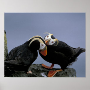 Póster NA, EUA, Alaska, mar de Bering, Pribilofs.