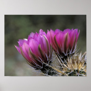 Póster NA, EUA, Arizona, Deserto Sonoran.Pele