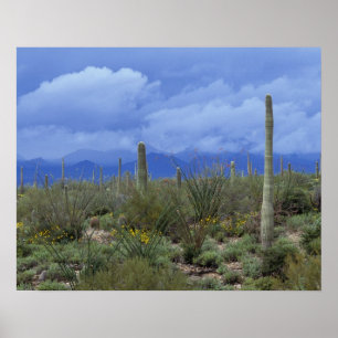 Póster NA, EUA, Arizona, Monumento Nacional de Saguaro,