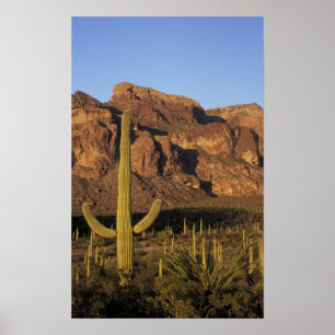 Póster NA, EUA, Arizona. Nacional do Organ Pipe Cactus