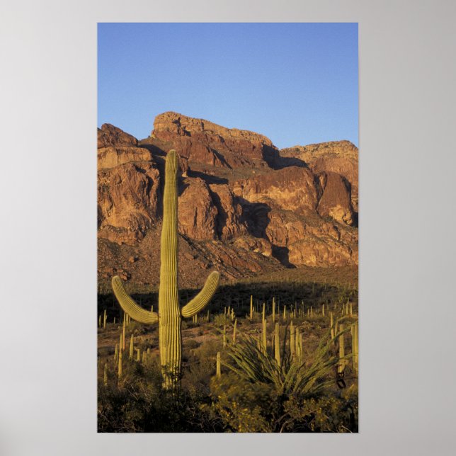 Póster NA, EUA, Arizona. Nacional do Organ Pipe Cactus (Frente)