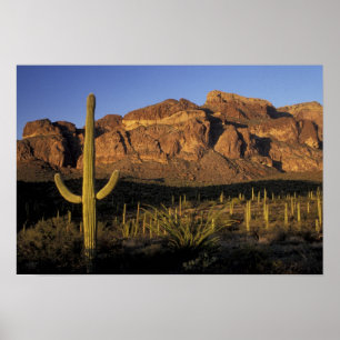 Póster NA, EUA, Arizona. Organ Pipe Cactus Nacional 2