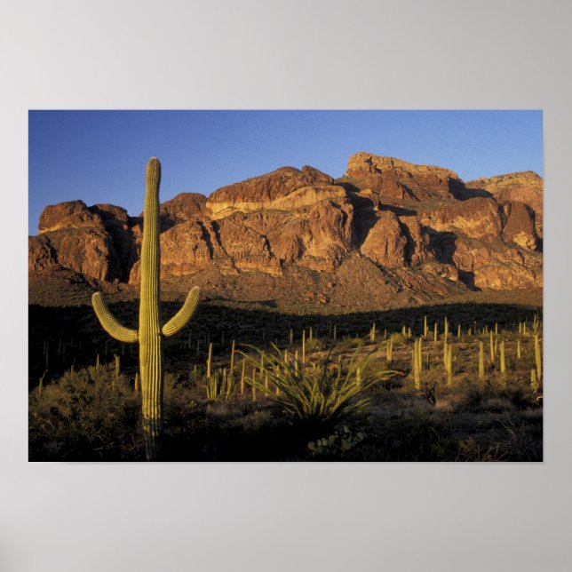 Póster NA, EUA, Arizona. Organ Pipe Cactus National 2 (Frente)
