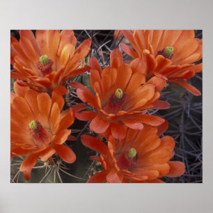 Poster NA, EUA, Arizona, San Xavier. Cacto Claret Cup