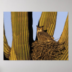 Poster NA, EUA, arizona, Tucson. Grande coruja horned