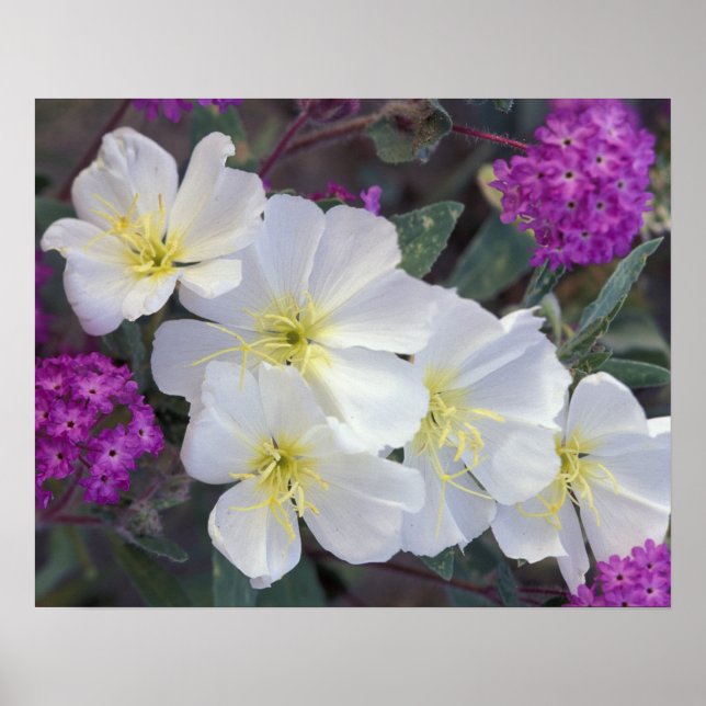 Póster NA, EUA, Califórnia, Anza Borrego, Estado do Deser (Frente)