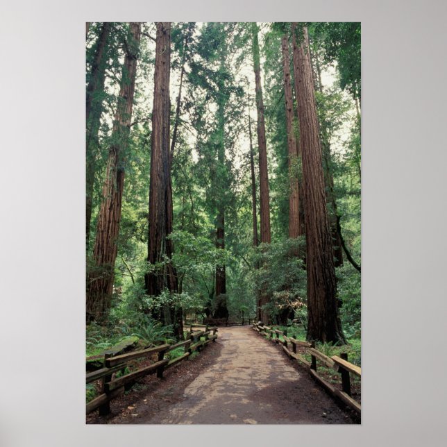 Poster NA, EUA, Califórnia, Condado de Marin, Muir Woods (Frente)